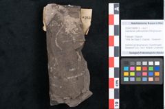 Foto (Objekt + Etikett) von Sapotacites sideroxyloides Ettingshausen (NHMW-GEO-2024-0188-8013)